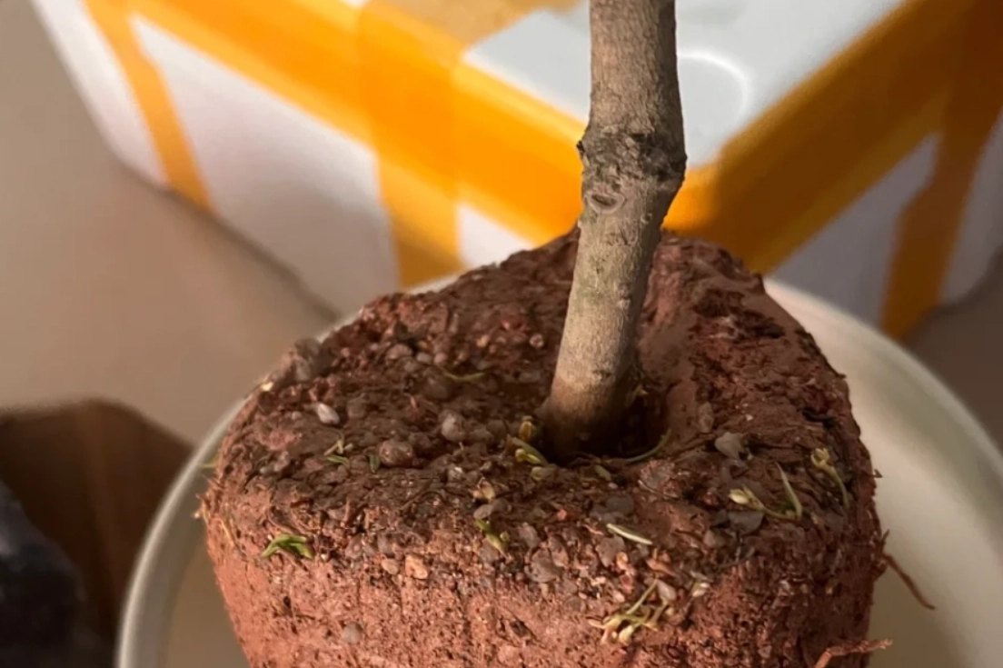 土壤酸鹼值調整