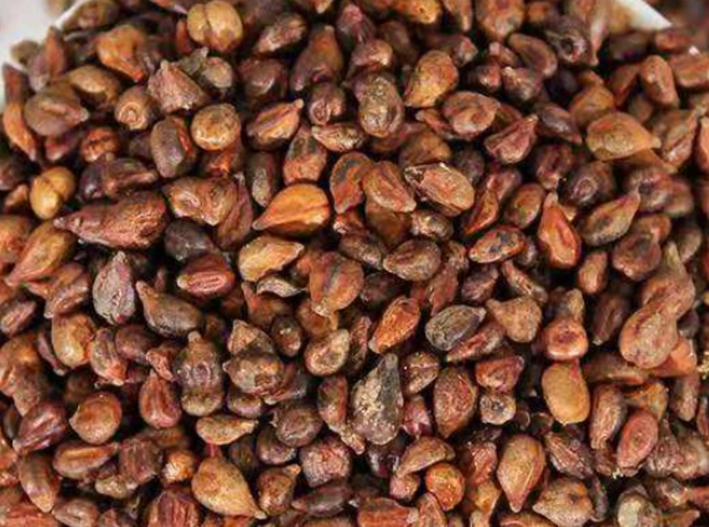 葡萄籽發芽時間