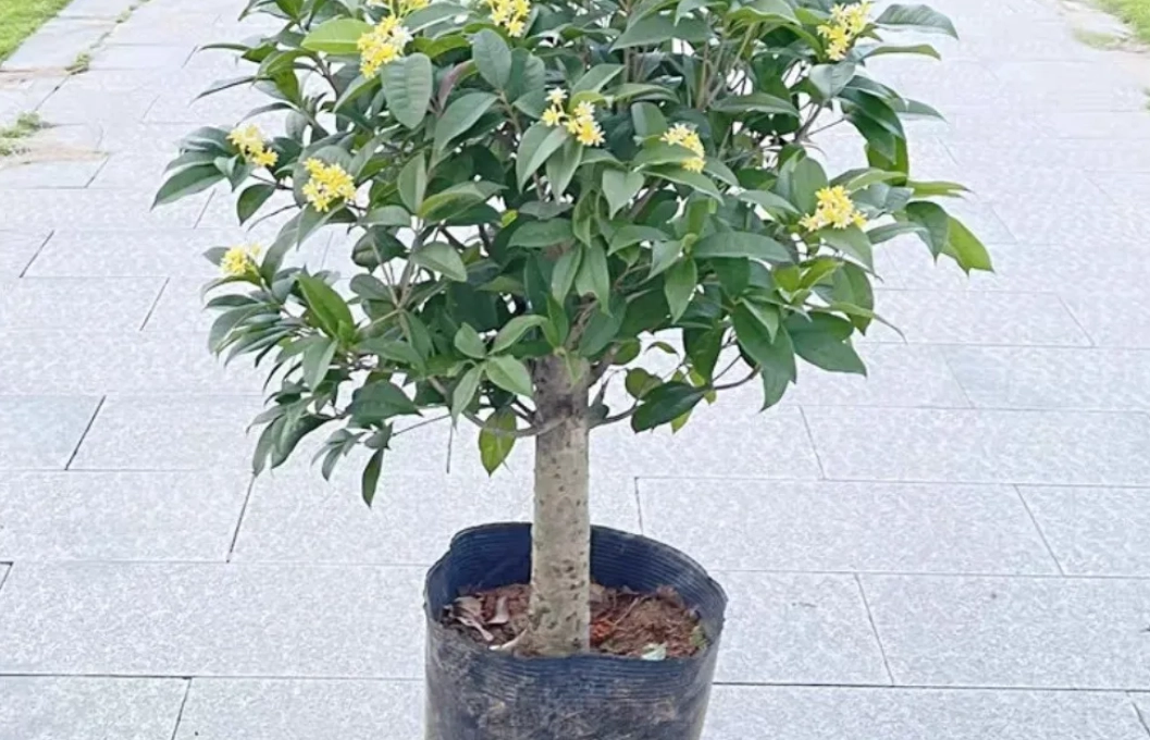 土壤酸鹼值調整