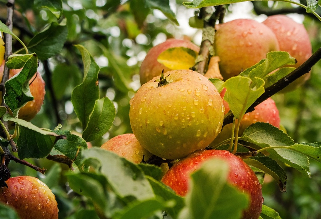 蘋果樹養護