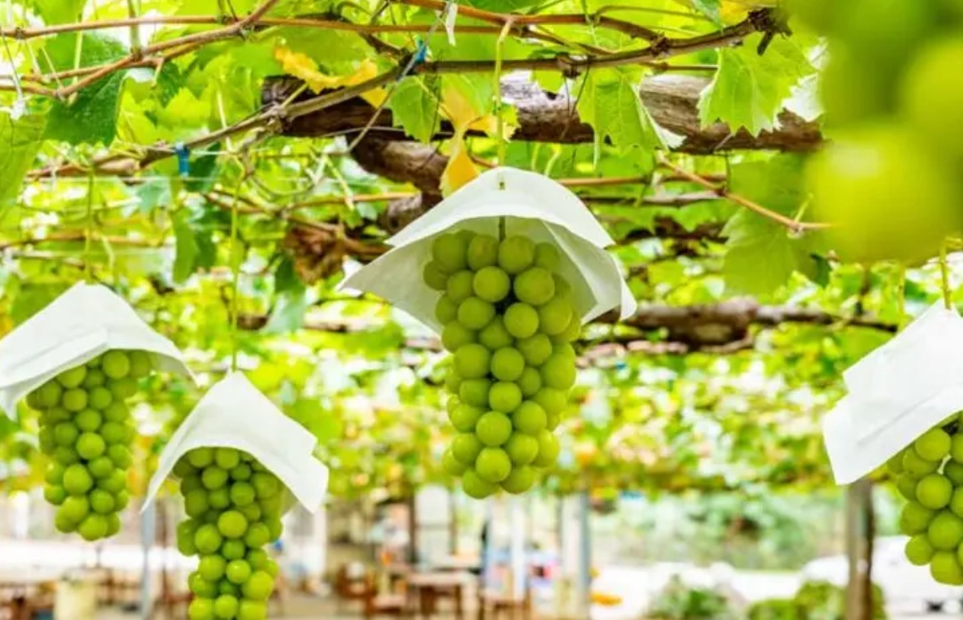 麝香葡萄種植