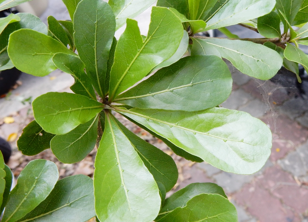 小葉欖仁修剪方法