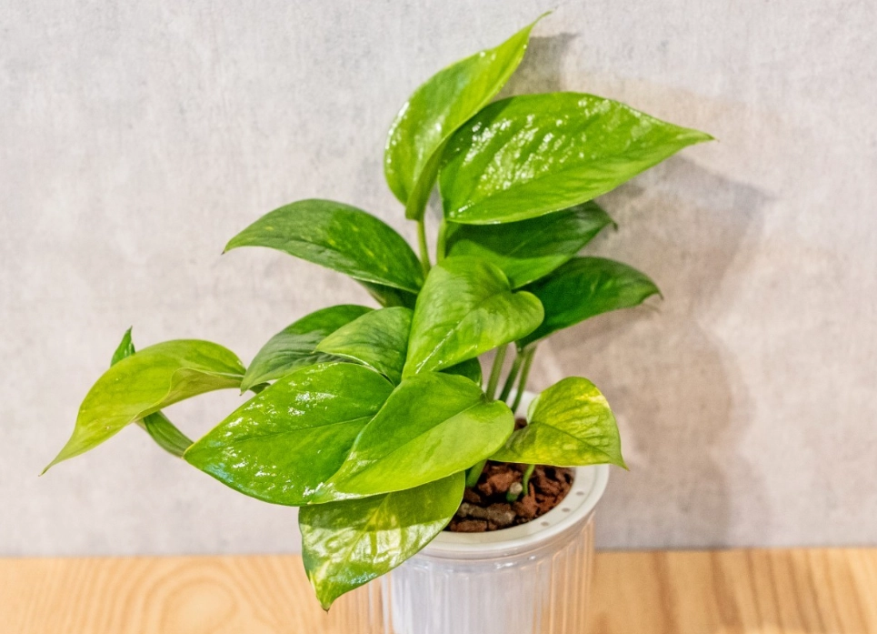 黃金葛 清潔 用途