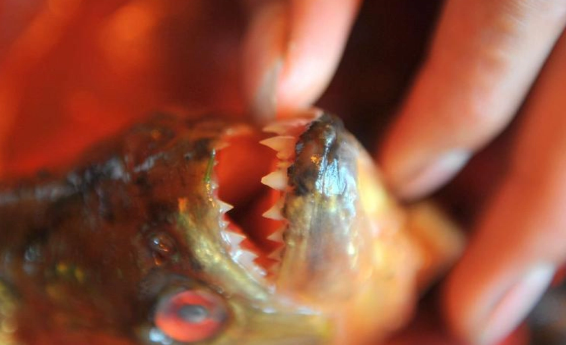 魚咬手夢境心理學