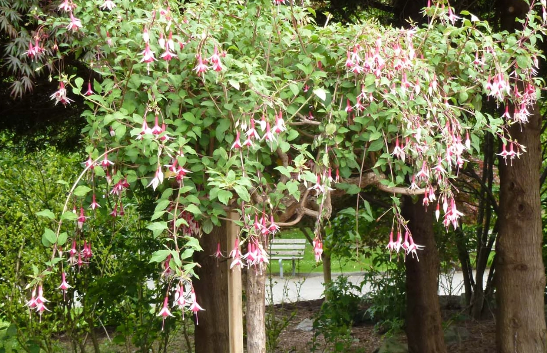 吊鐘花 養護 技巧