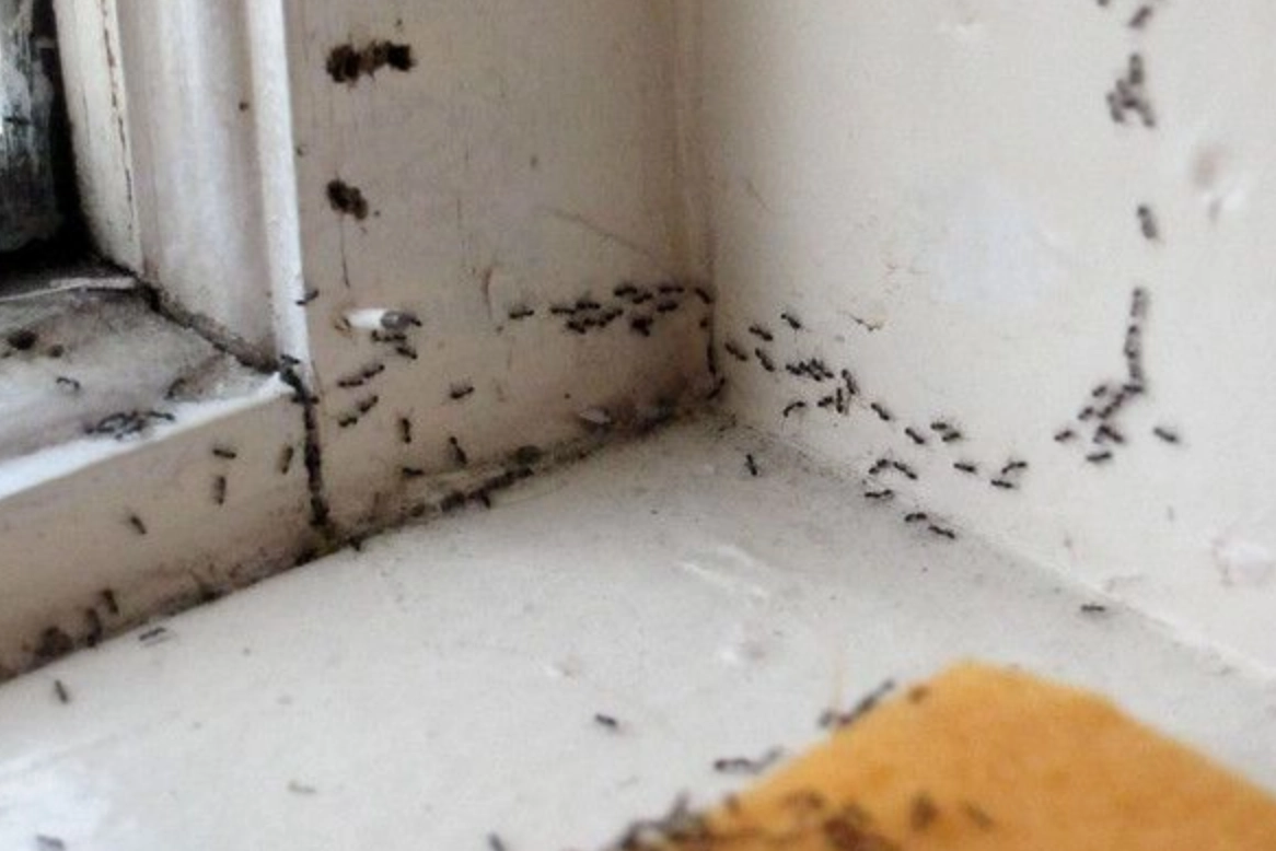 螞蟻 夢境 解析