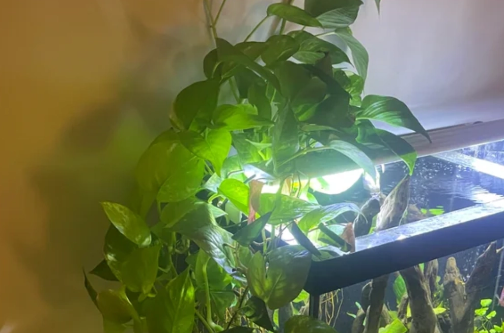 烏龜缸植物選擇