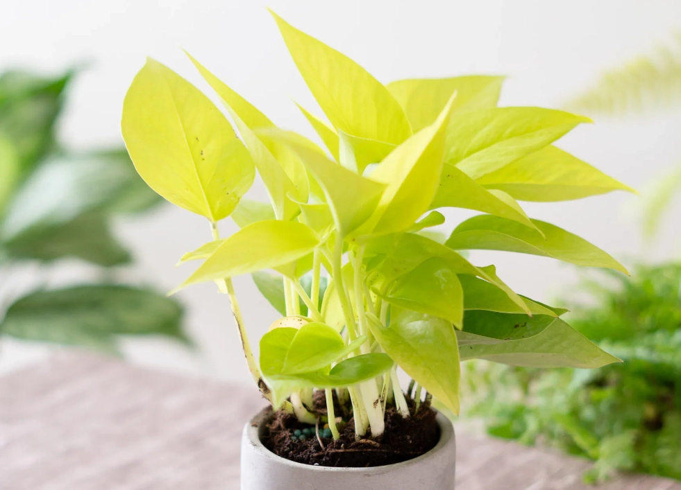 黃金葛 汁液 有毒