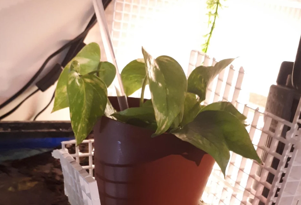 黃金葛水耕方法