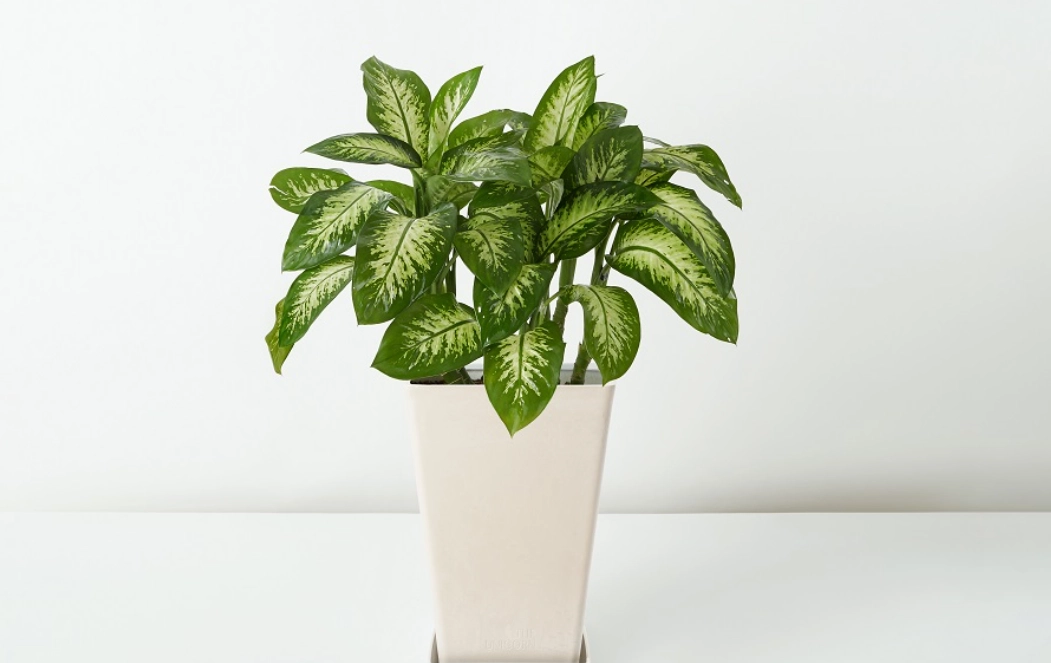 每日浇水植物照顾