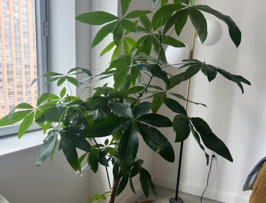 發財樹修剪方法