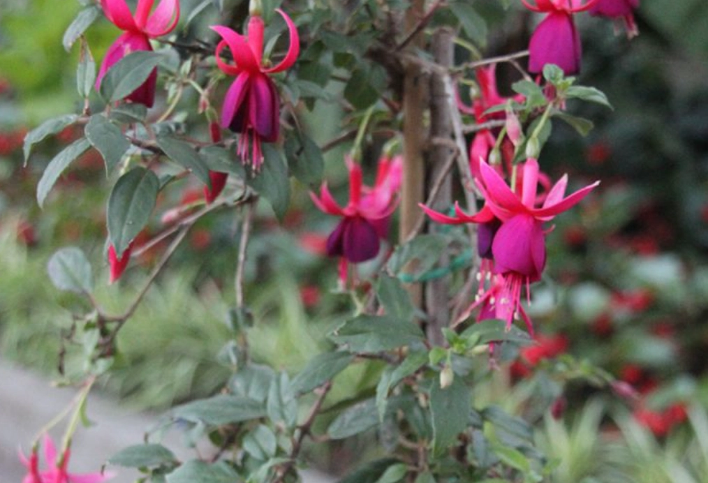 吊鐘花 養護 技巧