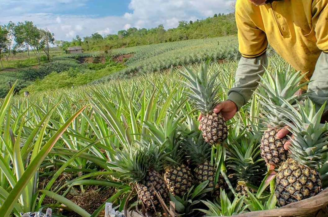 台灣鳳梨栽培時間