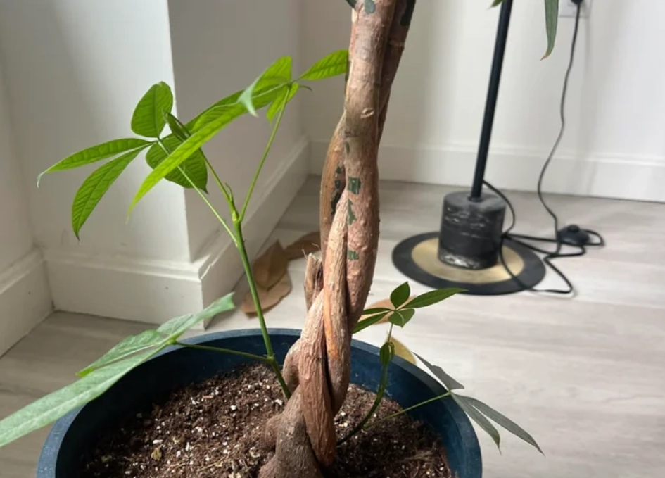 發財樹太高怎麼辦