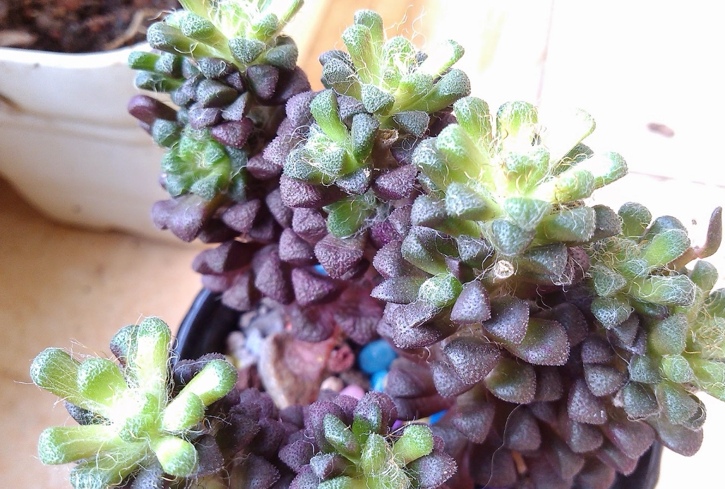 多肉植物徒長處理