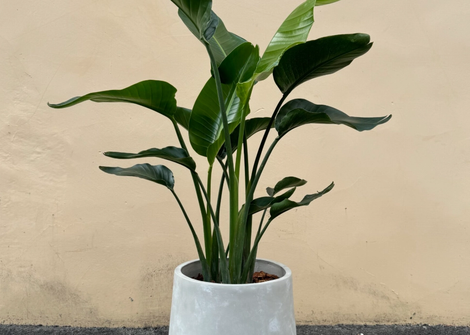 室內植物溫度控制