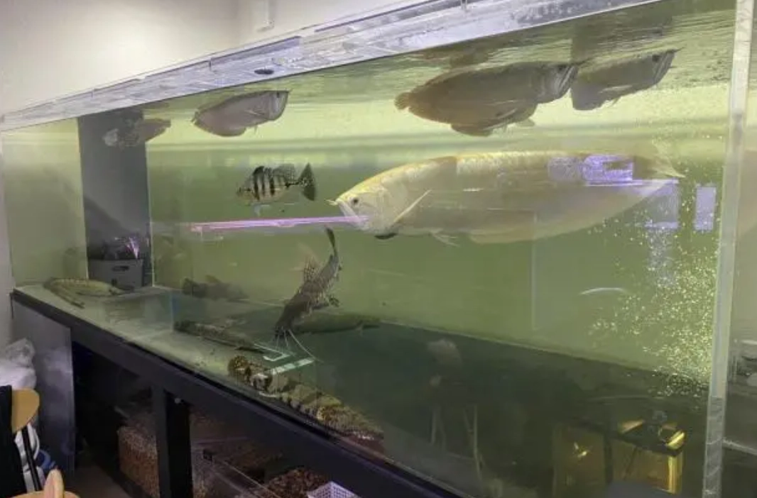 台北夢幻水族館