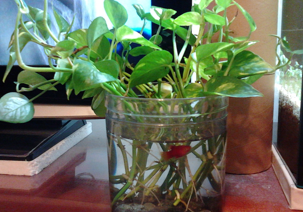 烏龜缸植物選擇