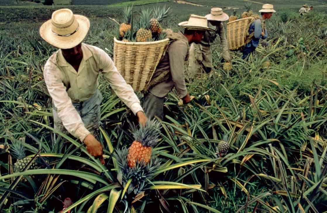 菠蘿最佳種植時機