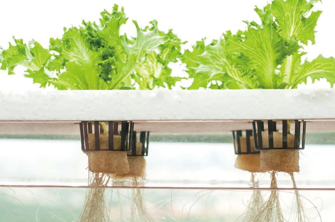 室內水耕植物