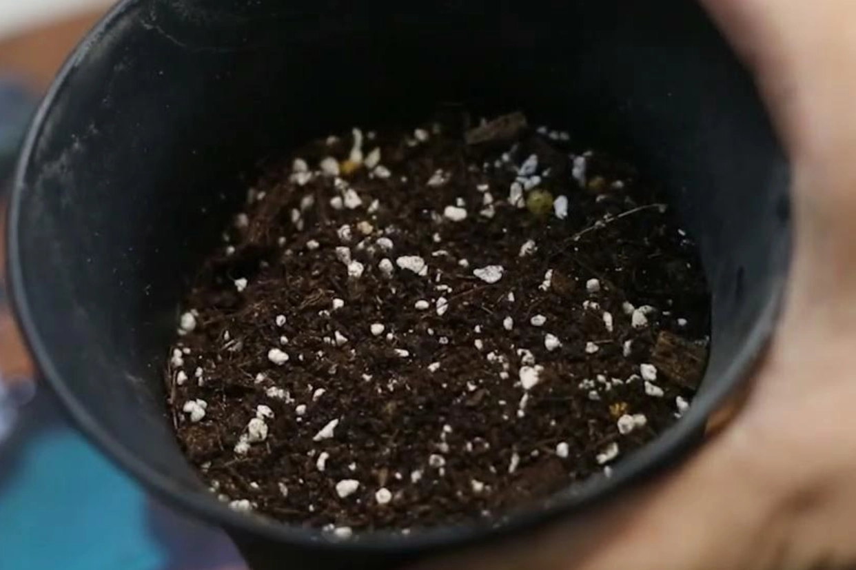 葡萄籽發芽時間