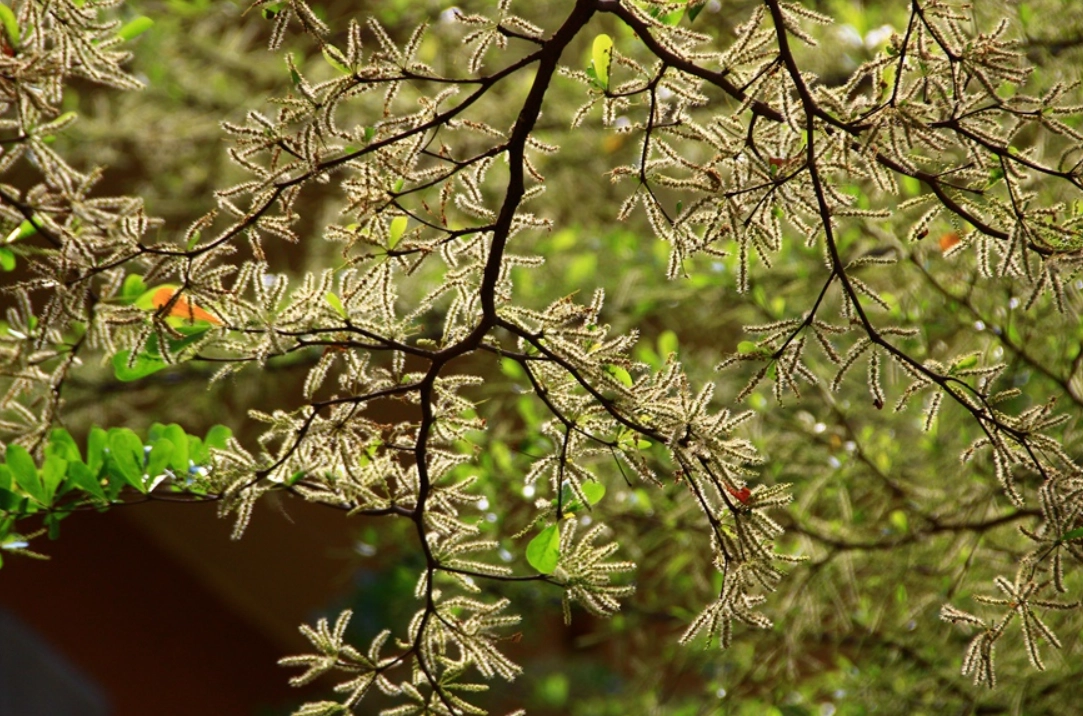 小葉欖仁開花拍照