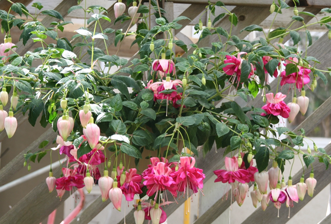 吊鐘花 葉子 發黃