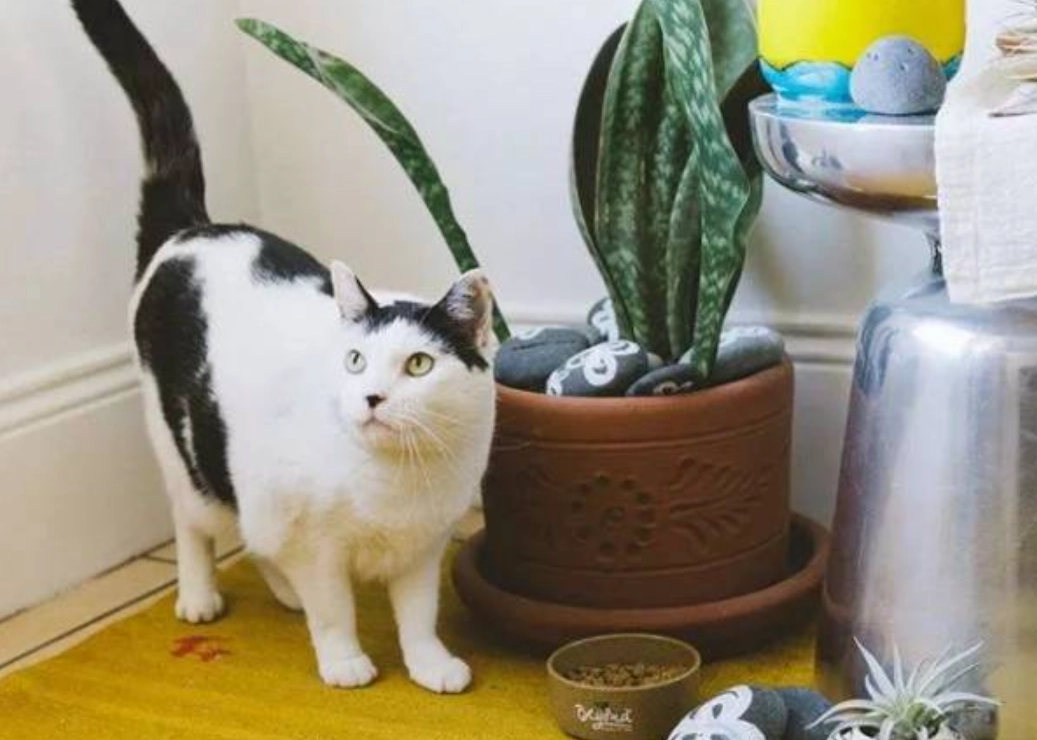 貓咪安全植物