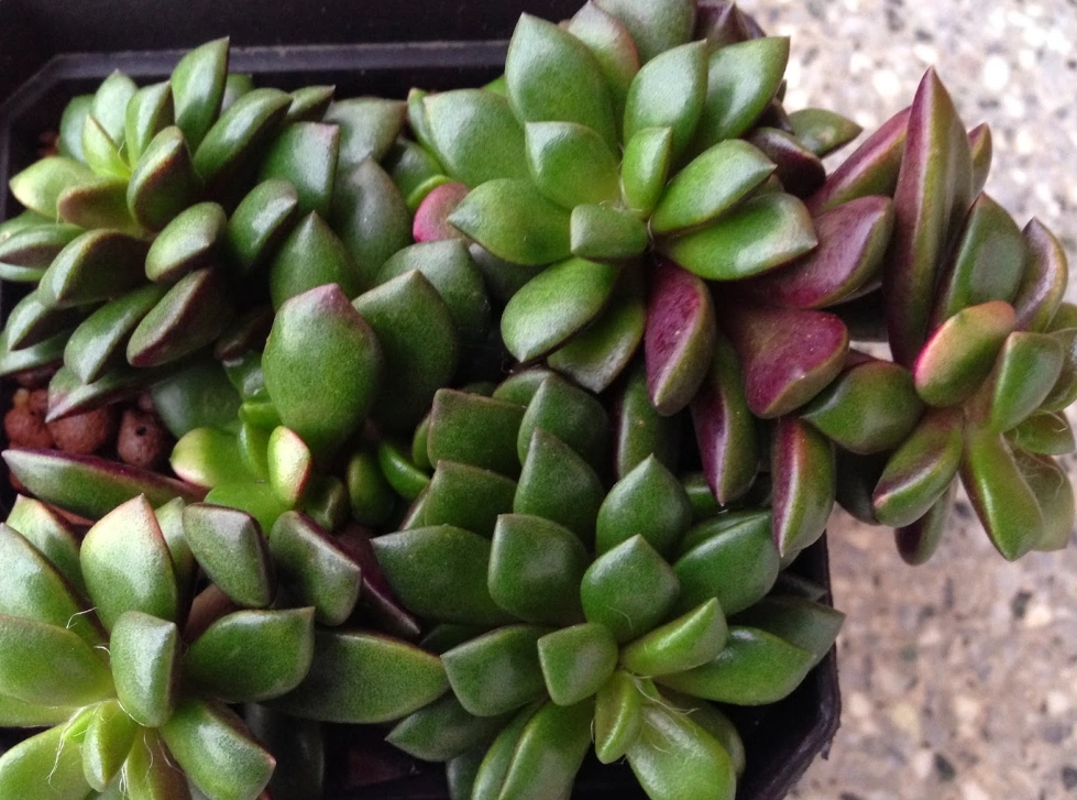 櫻吹雪養護技巧