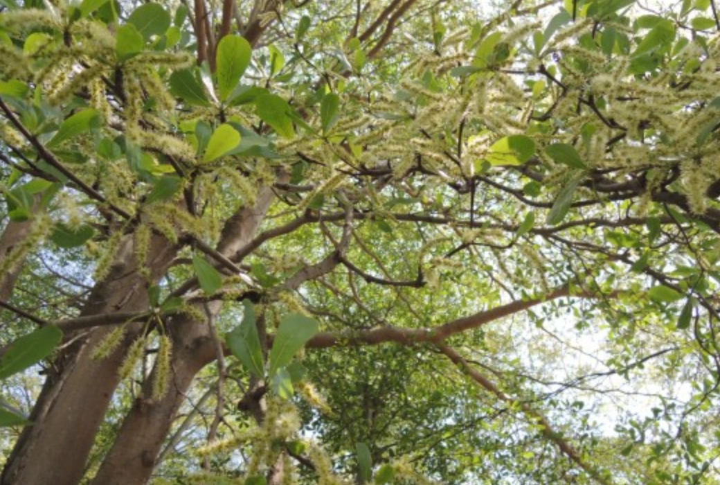 小葉欖仁開花拍照