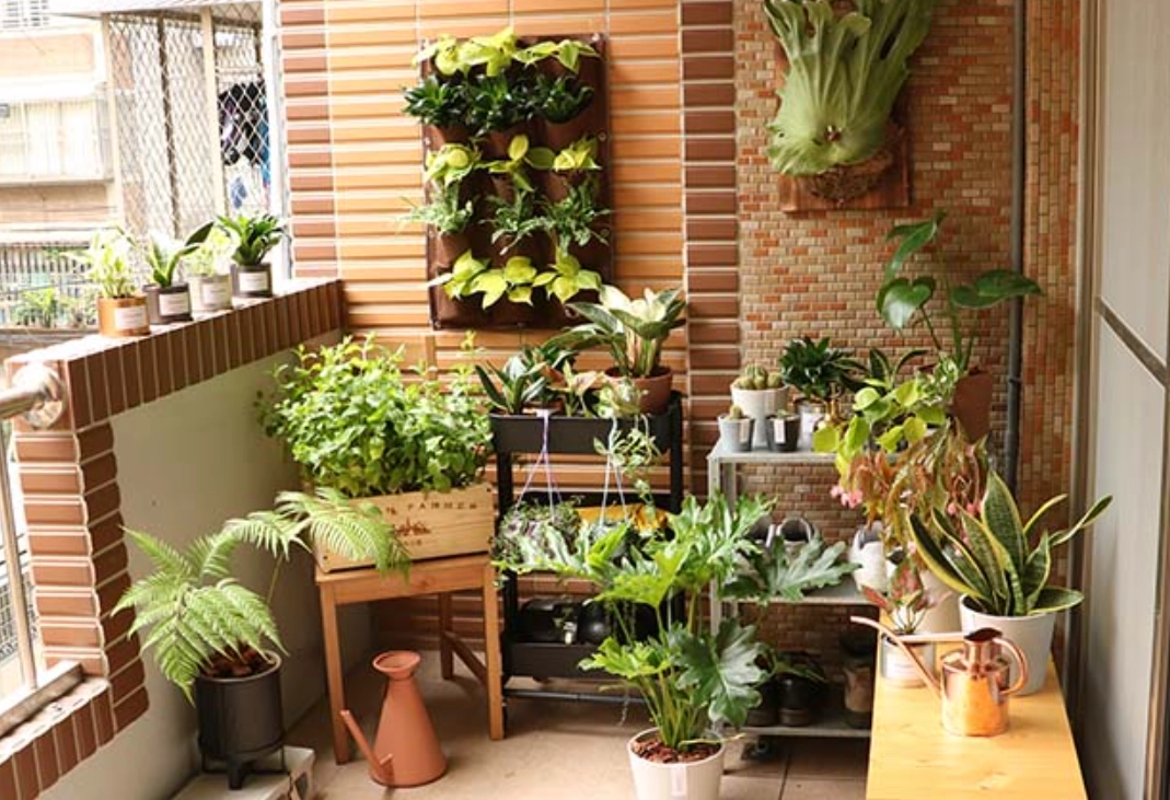 陽台植物推薦