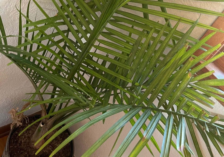 棕櫚樹修剪費用