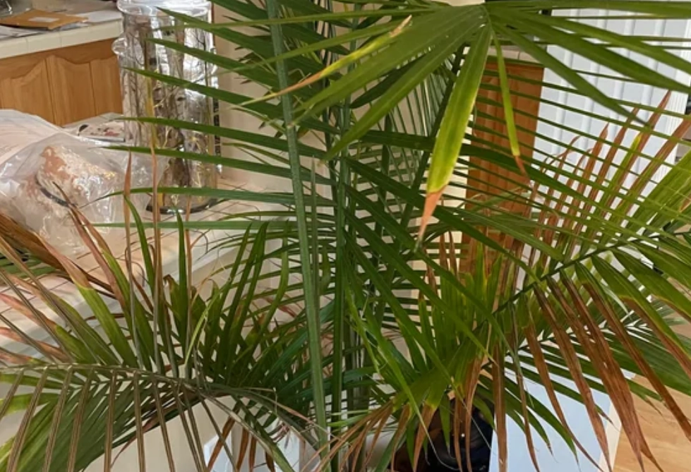 棕櫚樹修剪費用