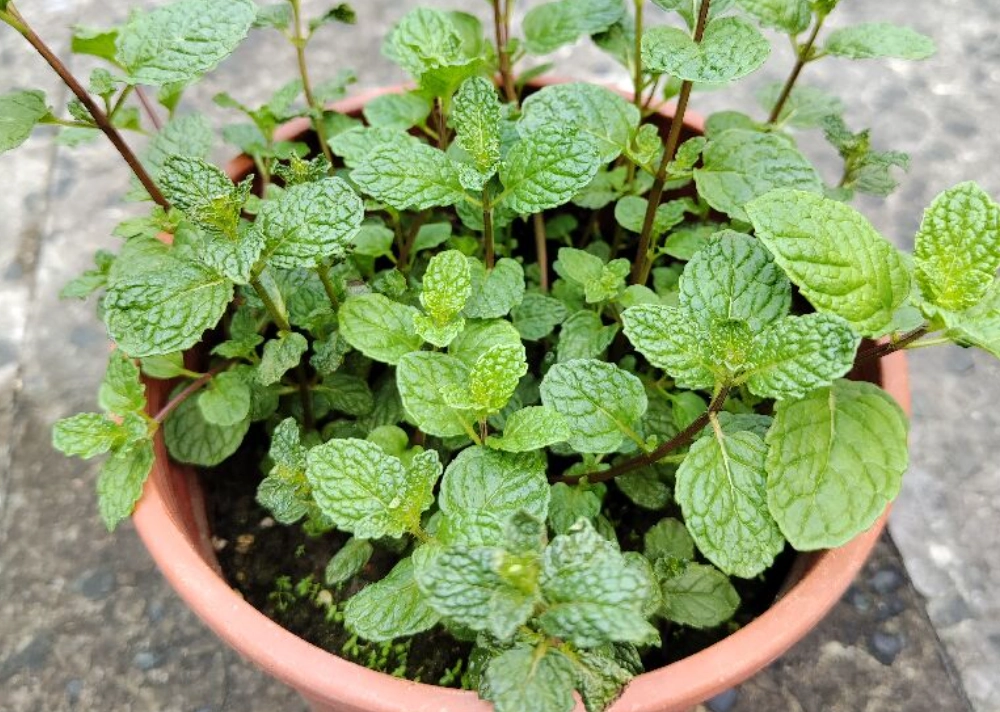 台灣香草植物種植