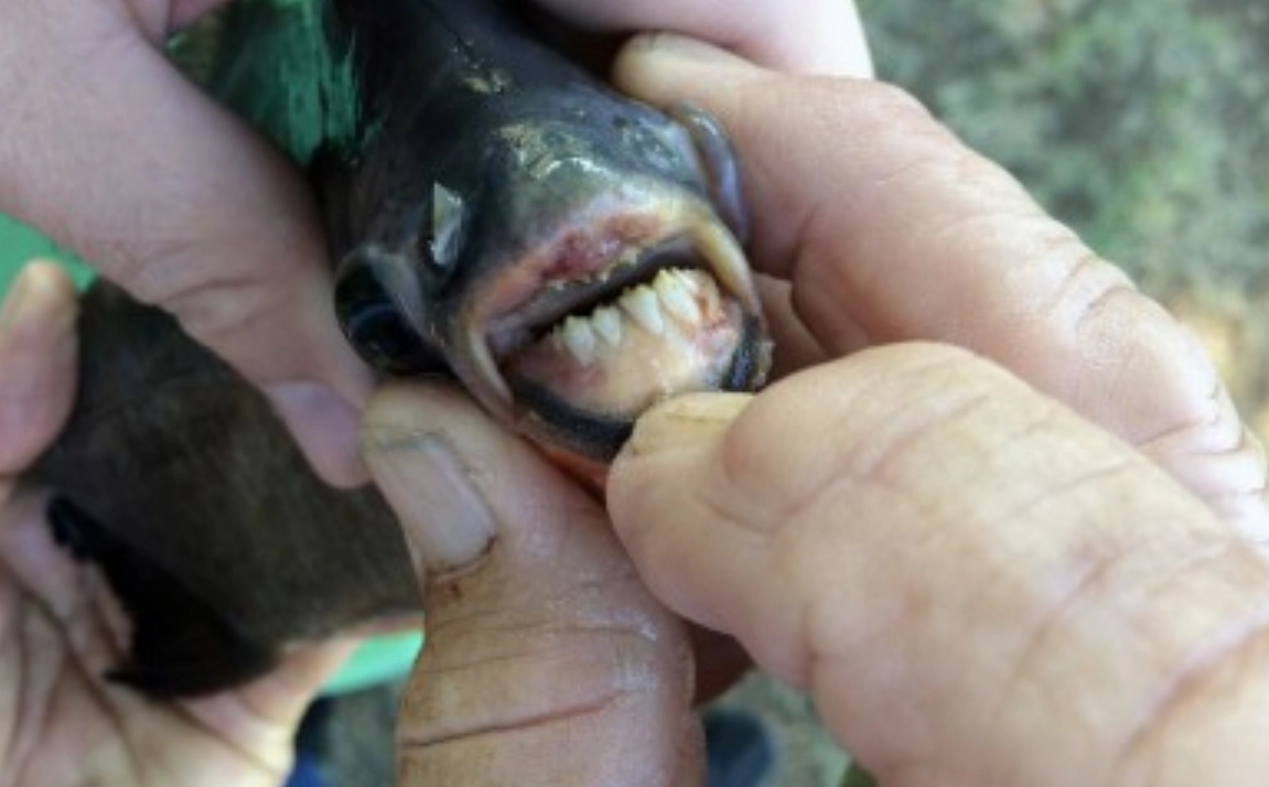 魚咬手夢境心理學