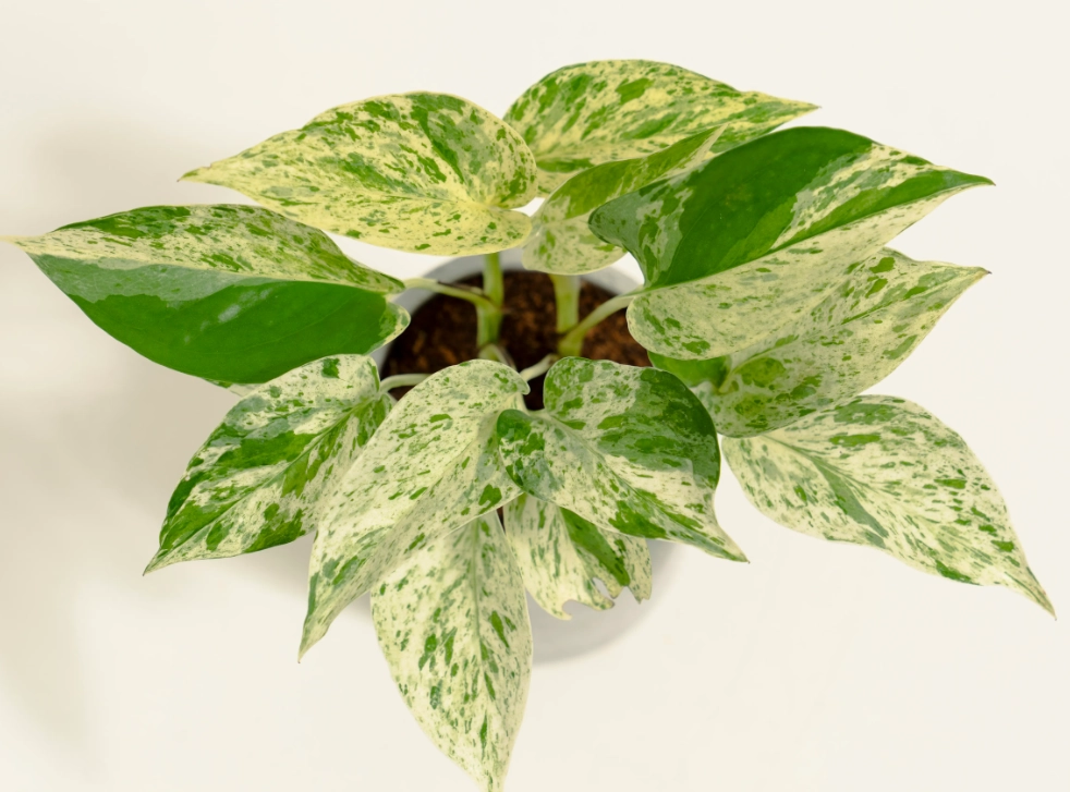 黃金葛 汁液 有毒