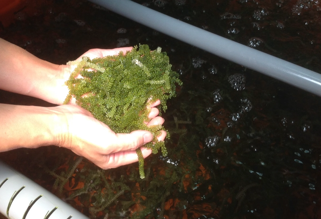 水族箱藻類管理