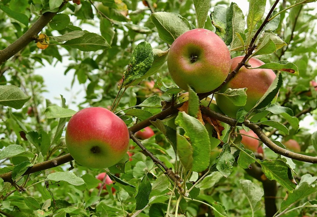 蘋果葉子照顧