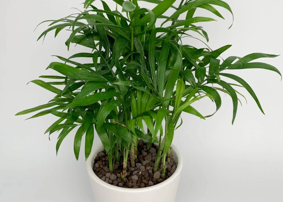 廁所 植物 推薦