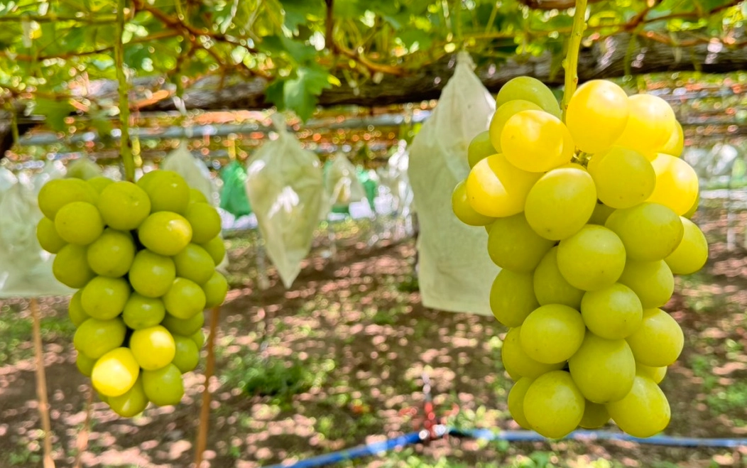 麝香葡萄栽培技術