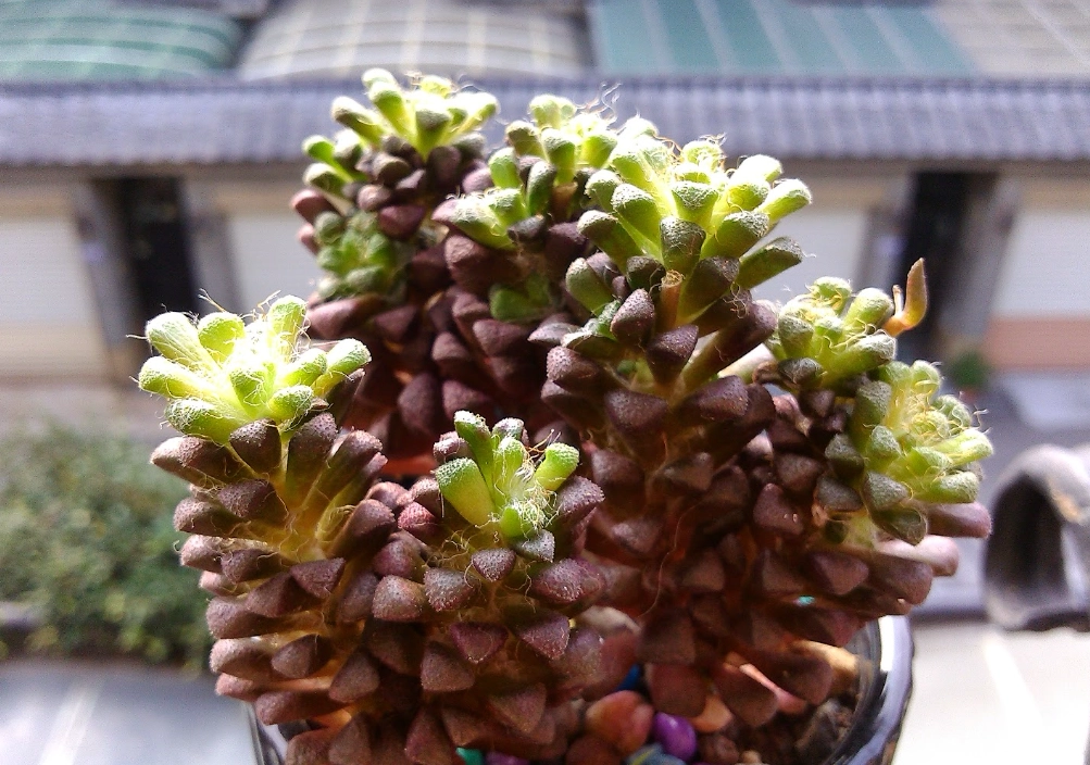 櫻吹雪養護技巧