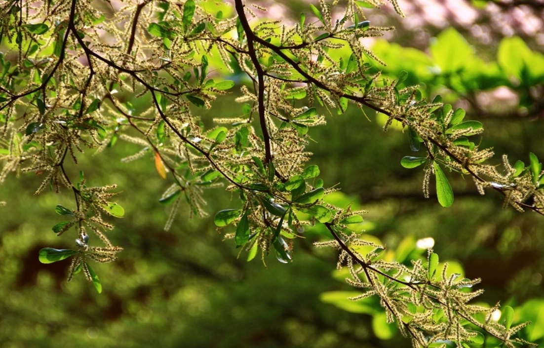 小葉欖仁開花時間