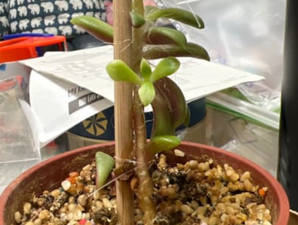 櫻吹雪養護技巧