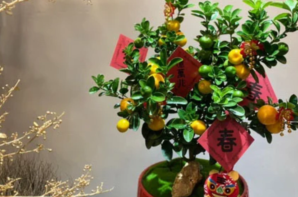 金桔盆栽問題解決