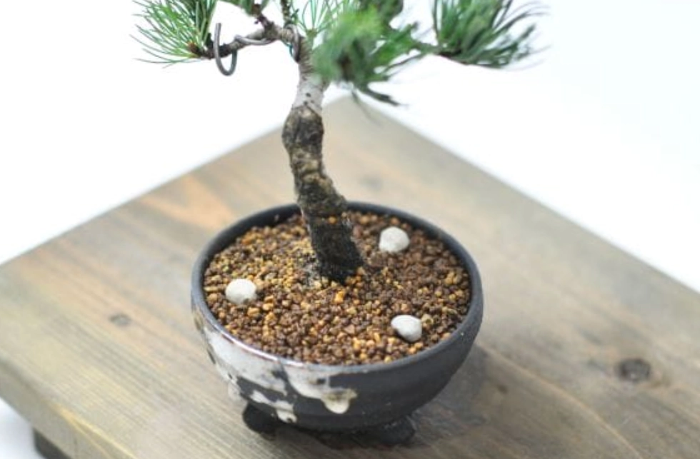 盆景施肥技巧