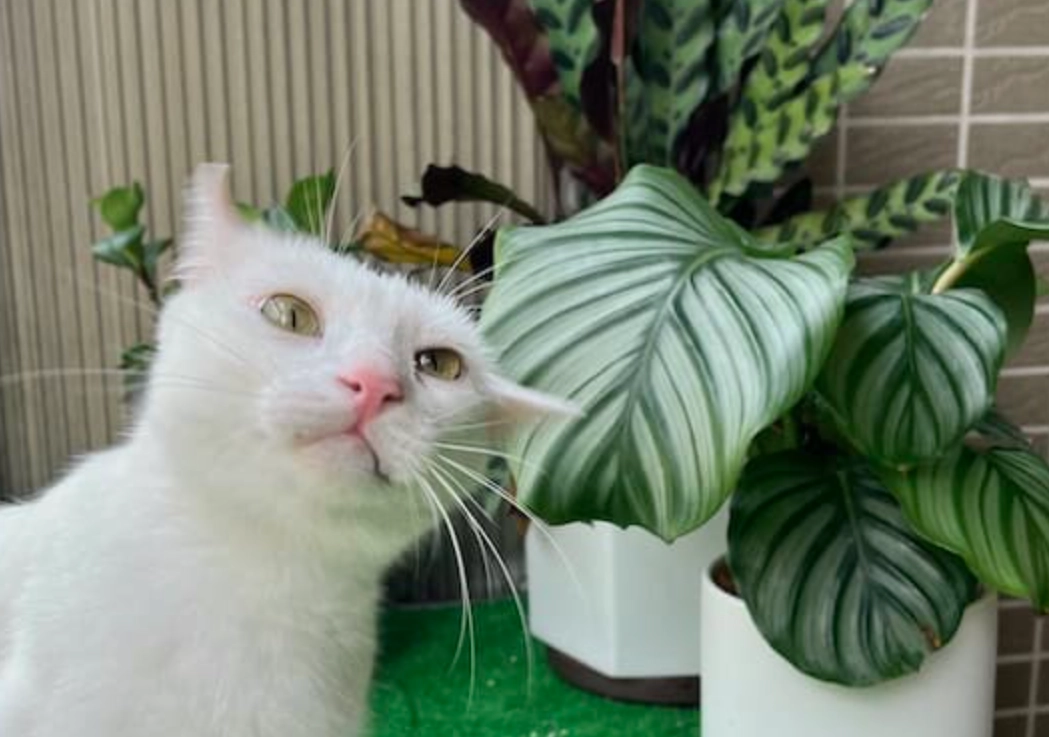 貓咪安全植物