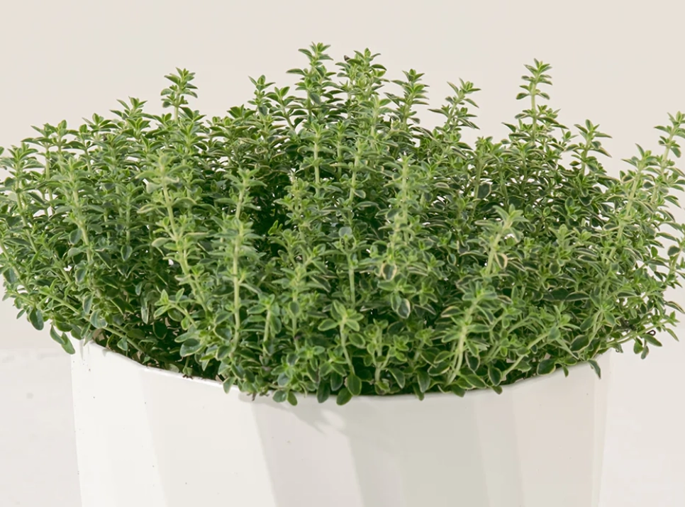 香草植物養護