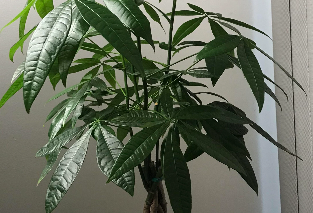 發財樹修剪時機