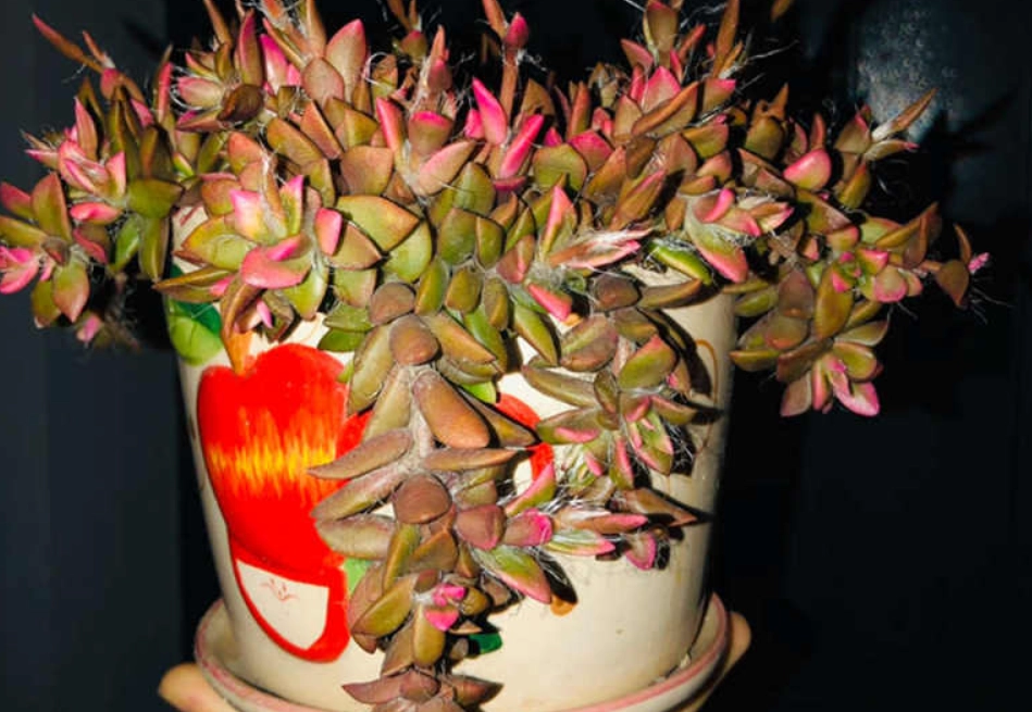 多肉植物徒長處理