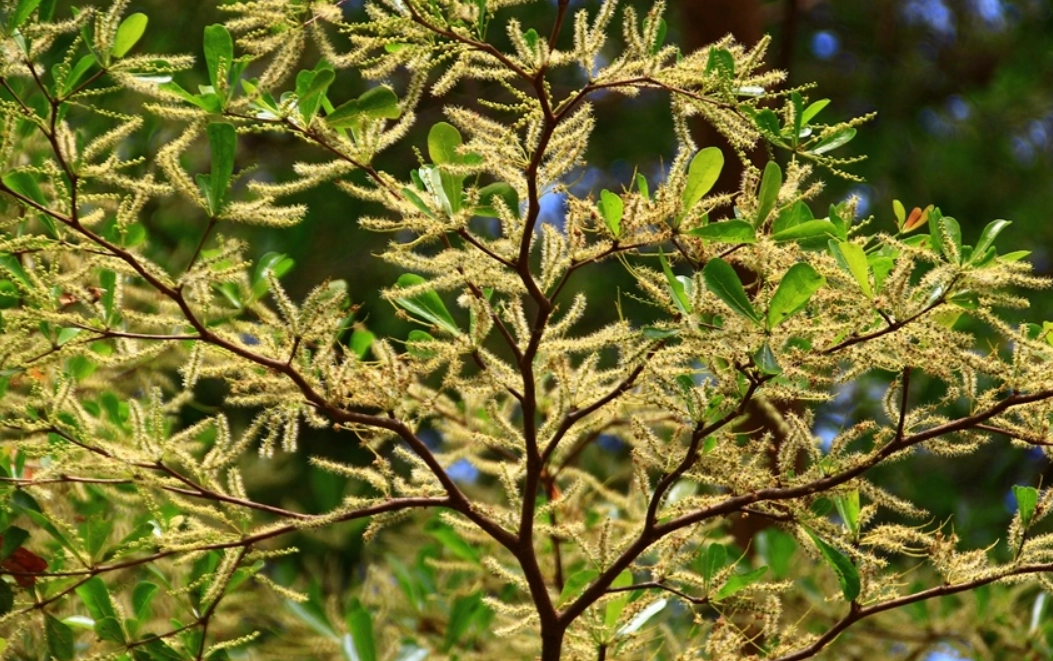 小葉欖仁開花地點